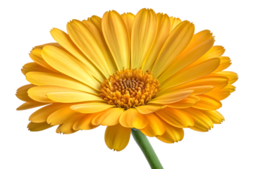yellow gerber daisy isolated