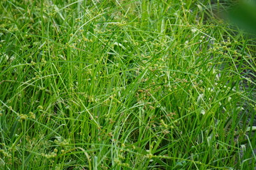 Green Kyllinga, a type sedge grass with its tiny flowers