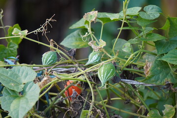 A bush of Ivy Gourd plant is full with its pods