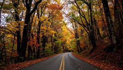 Obraz premium A scenic autumnal road winds through a vibrant forest canopy, showcasing a spectrum of fall foliage.