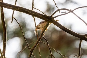 Tree Pipit With Insect In Beak On A Tree