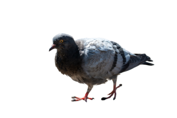 Dove on a bright sunny day on a transparent background. Close up.