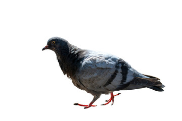 Dove on a bright sunny day on a transparent background. Close up.