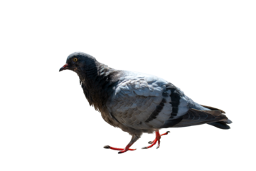 Dove on a bright sunny day on a transparent background. Close up.