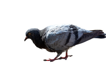 Dove on a bright sunny day on a transparent background. Close up.