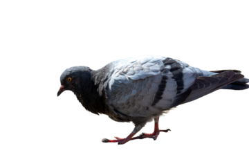 Dove on a bright sunny day on a transparent background. Close up.