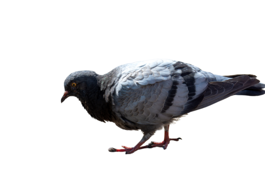 Dove on a bright sunny day on a transparent background. Close up.