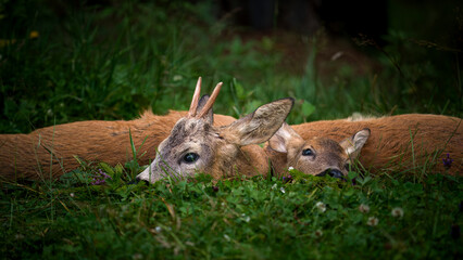 happy hunting - hunt of a roebuck yearling and a female at summer in the roedeer rut