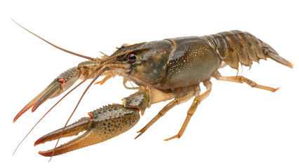 Crayfish in Profile Cut-Out Isolated on White Background PNG. AI Generated.
