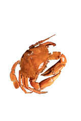 Fresh whole orange crab isolated on transparent background, perfect for seafood packaging, marine design projects, restaurant menus, and culinary illustrations.