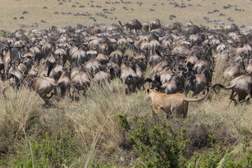 Lion hunt herd of wildebeest in Masai Mara