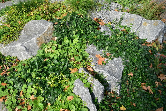 Jardin de rocaille en &eacute;t&eacute;