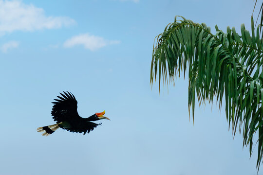 Rhinoceros Hornbill flying in Tabin, Borneo, Malaysia - Powered by Adobe
