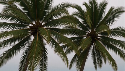 Hurricane force winds batter and twist coconut palms in a tropical stormscape