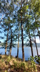 Fototapeta premium Pine trees lining a tranquil lake shore on a sunny day.