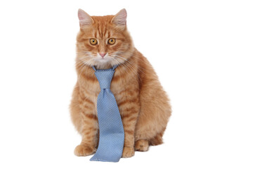 Transparent PNG of a cute ginger cat wearing a blue tie, isolated vector-style element for design, clipart, mascot, business and education concept.
