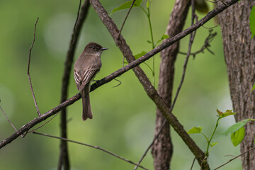 Eastern phoebe perched in a tree.