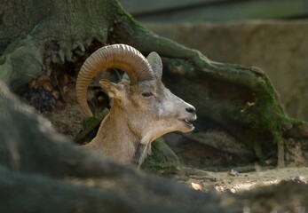 big horn sheep
