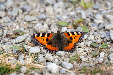 A colorful butterfly rests on a gravel path with its wings fully spread, displaying vibrant orange, black, and yellow patterns in a close-up nature shot
