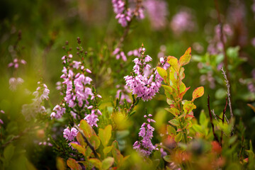 blossoms of the heather on the mountains at a autumn day