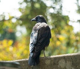 Close-up photo of a raven standing backwards against a pleasant bokeh background