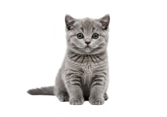 Adorable scottish fold kitten with striped gray fur sits facing forward on black background