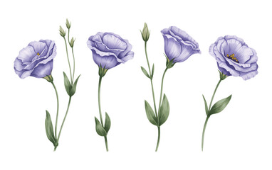 Lisianthus blossoms with watercolor foliage. Lisianthus flowers with green stems in watercolor style.