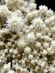 Stunning Microscopic Image of Aspergillus Fungus: Conidia & Hyphae