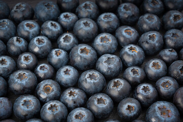 Blueberry texture background. Fresh blue berry fruits pattern, bilberry wallpaper with copy space