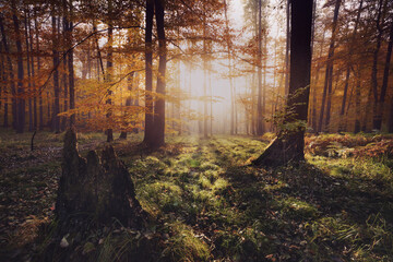 Las Murckowski - Katowice © Radosław Dybała