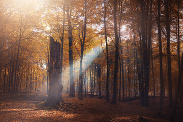 Las Murckowski - Katowice © Radosław Dybała