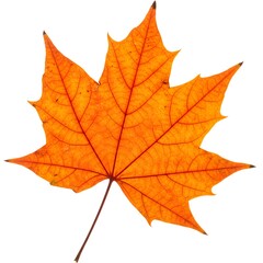 Fototapeta premium A close-up shot of an orange maple leaf, showcasing intricate details and vibrant colors