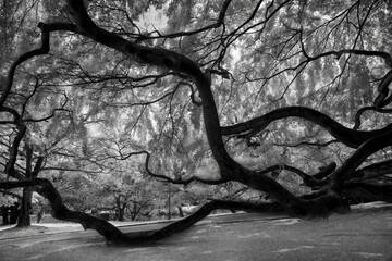 Obraz premium Infrared black and white photo of Sacred Fig Tree known as Ficus Religiosa, Sri Lanka