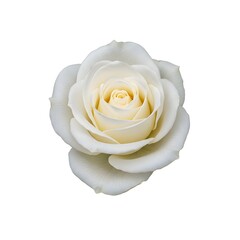 A stunning close-up of a pure white rose in full bloom, displaying its delicate petals 