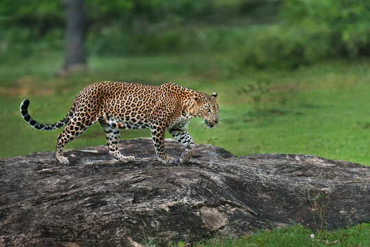 Asian Leopard known as Panthera Pardus Kotiya, Yala National Park, Sri Lanka