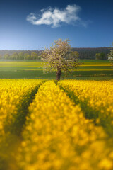 Rzepak- G&oacute;ra św. anny