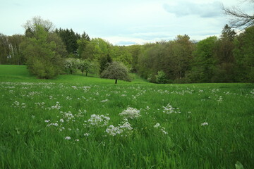 Traditional meadow orchard with scattered fruit trees in flowering grassland