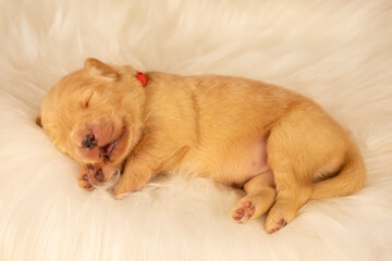 Tiny newborn golden retriever puppy lying on a fluffy bedding. Photo shoot of a newborn puppy.