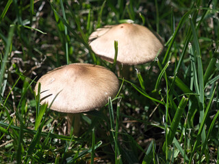 Moosrötling Pilze im eigenen Garten 