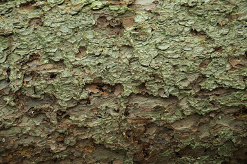 Rough bark surface with insect exit holes in forest trunk
