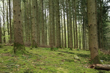 Naklejka premium Moss covered forest floor beneath towering conifer trees