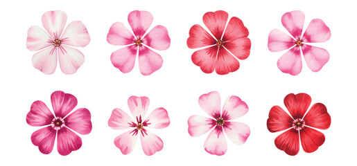 Pink and red watercolor flower blossoms. Hand painted floral heads with soft watercolor petals.