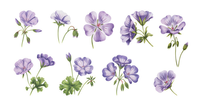 Purple watercolor geranium flowers with green leaves and buds. Geranium flowers vector illustration isolated on a white background.