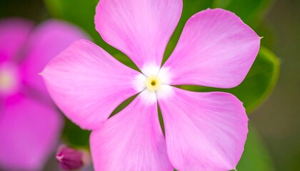 Close-up of a vibrant pink flower with delicate petals, showcasing intricate details and soft focus.