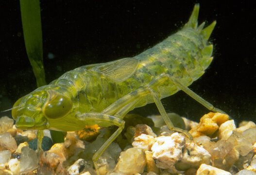 Libellula: larva (Anax parthenope), Detail of the head of a dragonfly larva underwater