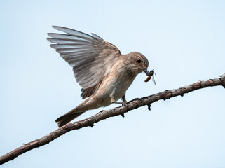Spotted Flycatcher with a Wasp