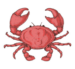 Crab sketch. Hand drawn vector illustration. Black and white. Engraving style