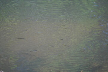 A group of fishes are swimming in the underwater