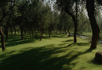 Fototapeta premium Lush green grass beneath a canopy of trees.