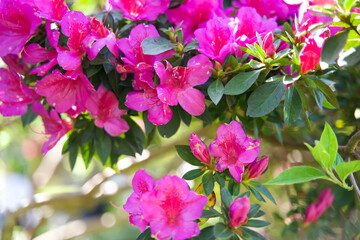 Vibrant pink azalea flowers blooming in a lush garden, showcasing nature's beauty and vibrant colors